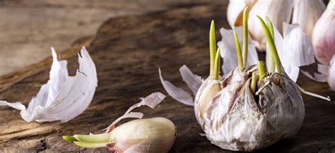 Detailný pohľad na zelený klíčok v strúčiku cesnaku.