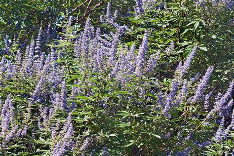 Vitex jahňací vysadený na slnečnom mieste