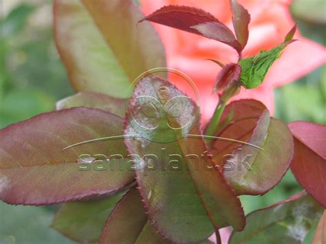 Detailný záber bieleho povlaku múčnatky na listoch ruže