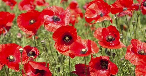 Foto kvetu pakostu lúčneho