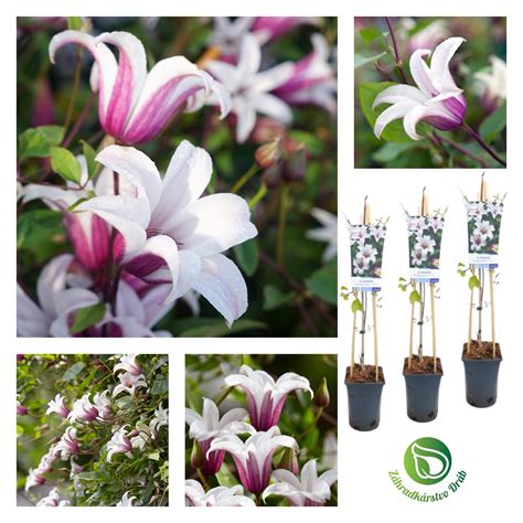 Ilustrácia pôdy s dobrou drenážou