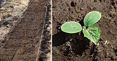 Grafika znázorňujúca postup výsadby rastliny do zeme