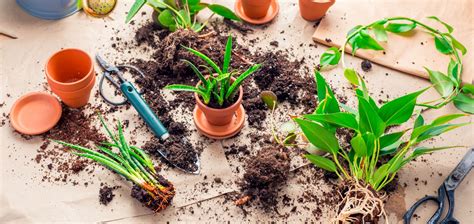 Schéma rozmnožovania rastlín z odrezkov