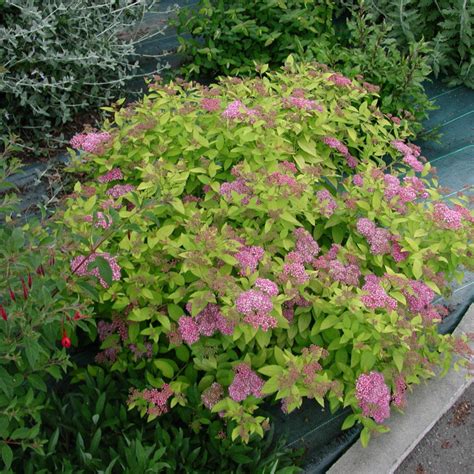 Fotografia tavoľníka japonského (Spiraea japonica Golden Princess) v plnom kvete.