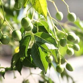 Schéma účinku neemového oleja na škodcov.