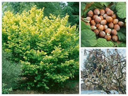 ilustrácia vrúbľovania liesky