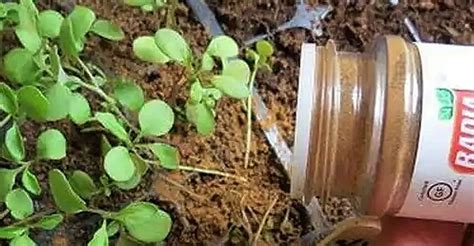 fotografia mladých sadeníc v výsevnom substráte