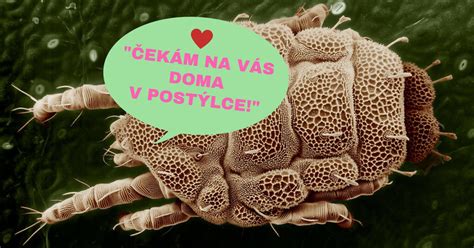 Mikroskopický pohľad na vošky a roztoče na rastline