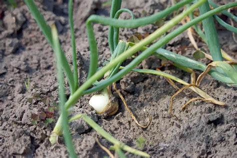 Ilustrácia cibule amarylisu s naznačeným rastom stonky a listov