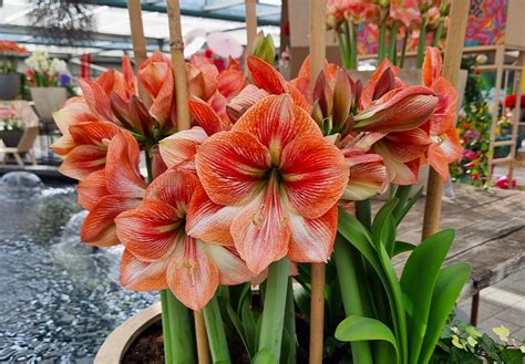 Detailné zábery rôznych farebných odrôd amarylisu