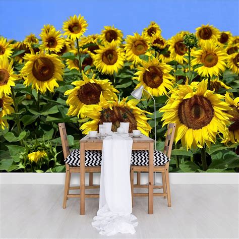 Ilustrácia rôznych odrôd slnečnice s rôznymi farbami kvetov