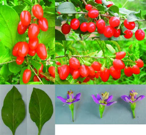 Porovnanie listov a plodov Lycium chinense a Lycium barbarum