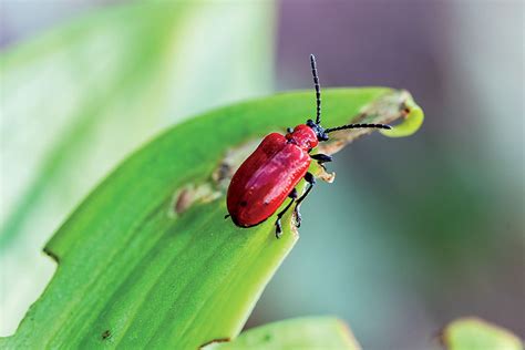 Detail škodcu Ľaliovník obyčajný (Lilioceris lilii)