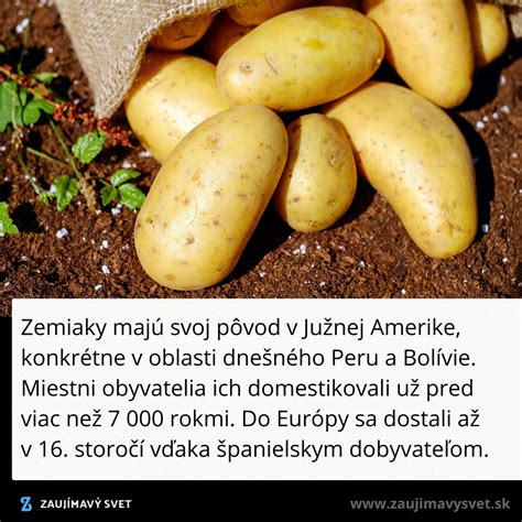 Zemiaky v rôznych štádiách rastu v pestovateľskom vreci