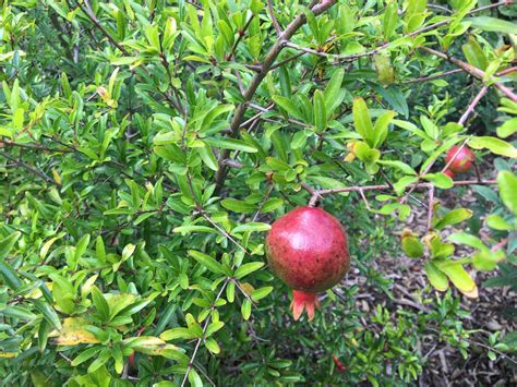 schematické znázornenie stromu granátovníka s plodmi a kvetmi