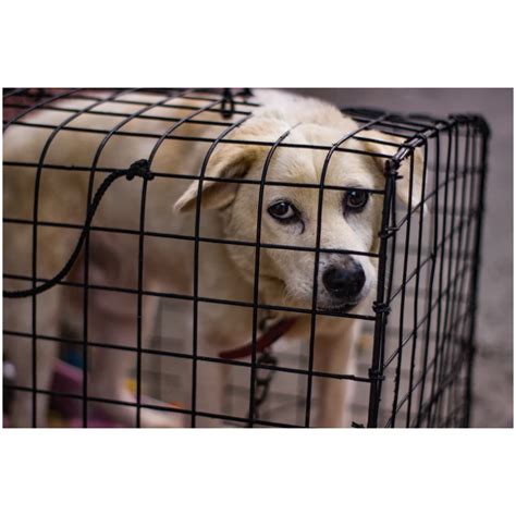 schéma pasce na hmyz z banánovej šupky