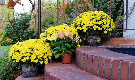 Sadenice chryzantém v kvetináčoch pripravené na jarnú výsadbu