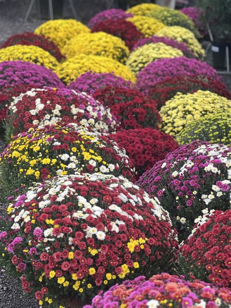 Chryzantémy v kombinovanej výsadbe s inými jesennými kvetmi