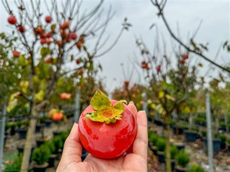 zrelý plod hurmikaki