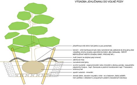 Schéma vegetatívneho rozmnožovania orgovánu pomocou odrezkov: odber, úprava listov a výsadba do substrátu