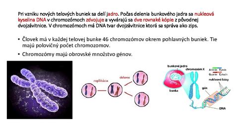Ilustrácia bunkového delenia pri nepohlavnom rozmnožovaní