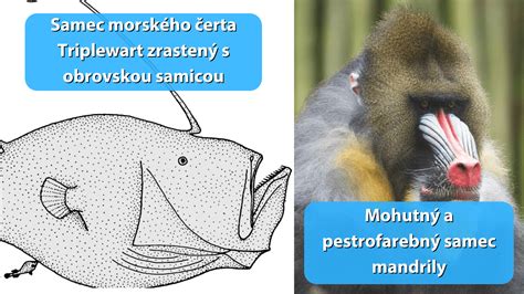 Ilustrácia sexuálneho dimorfizmu u vtákov (napr. páv)