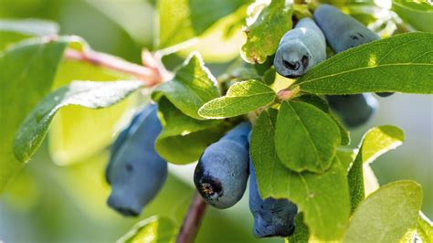 Detailné foto listov, kvetov a plodov dráča obyčajného na jednej rastline