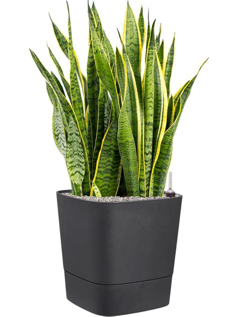 Ilustrácia rastliny Sansevieria pohlcujúcej toxíny zo vzduchu