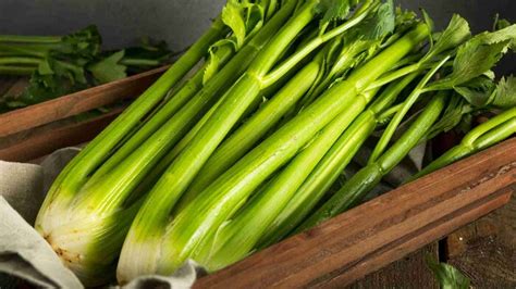 Tematické foto stonkového zeleru, čerstvý a chrumkavý