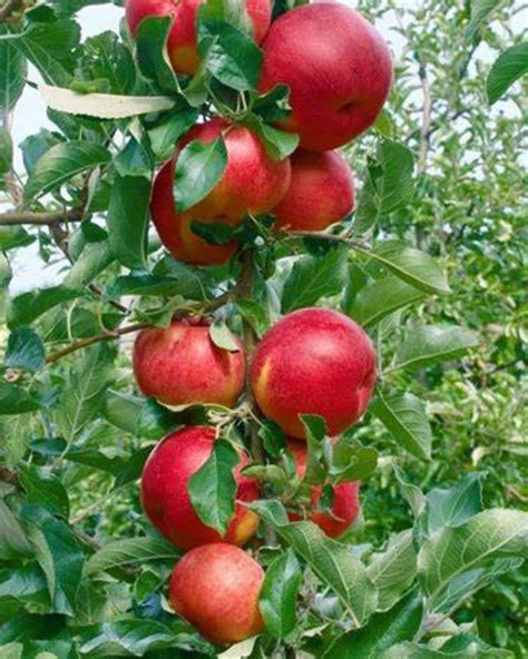 ilustračné foto stĺpovitej jablone Flamenco s plodmi