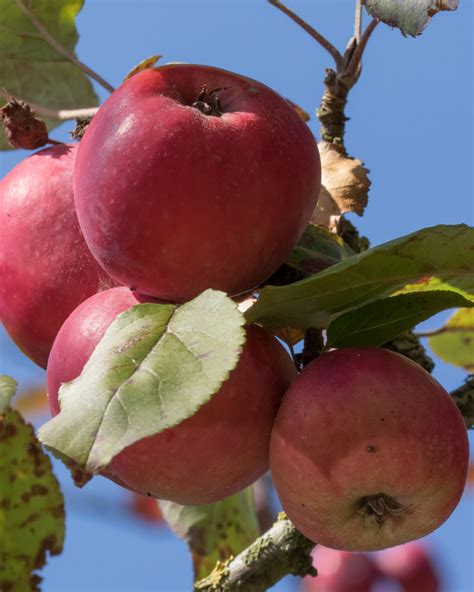 detailný záber na zrelé plody jablone Flamenco