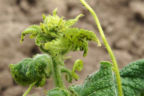 Ilustrácia vošiek na listoch šalátu