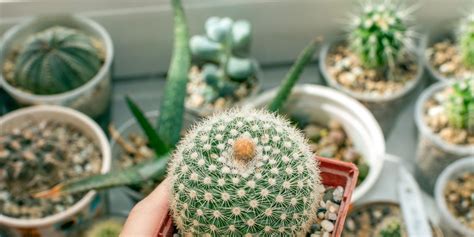 Ilustrácie rôznych druhov kaktusov a sukulentov