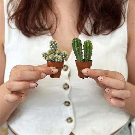 Ilustrácia výsevu semien kaktusov