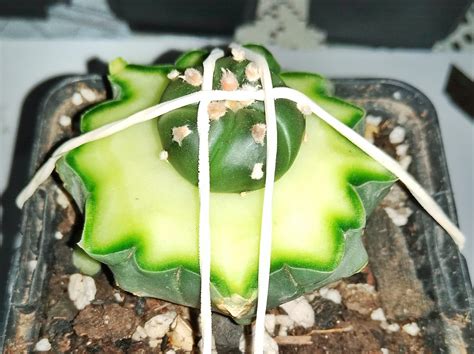 Schéma vrúbľovania kaktusov