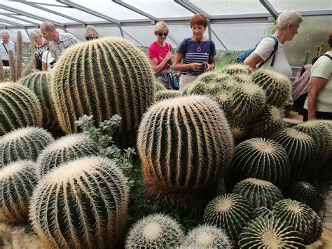 Fotografia zrelých plodov kaktusov