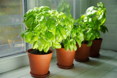 Ilustrácia pestovania bazalky v kvetináči na okne