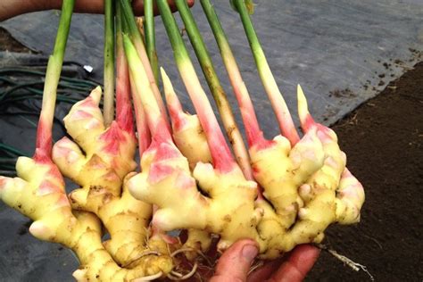 Zasadený koreň zázvoru v kvetináči s pôdou