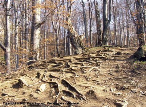 Zozbierané korene zázvoru