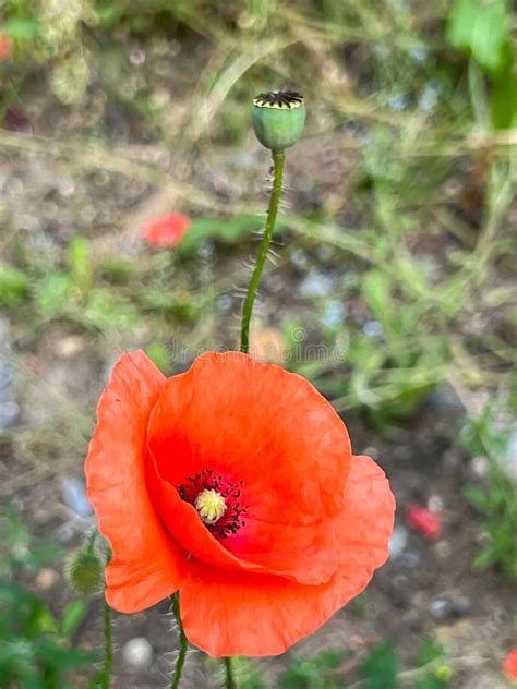 Thematic photo of a poppy field or close-up of a poppy flower