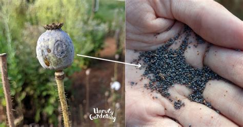 Planting scheme for poppy seeds or photo of young poppy plants