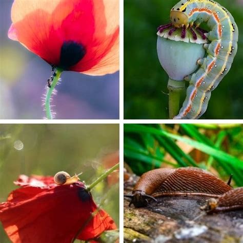 Infographic or photo showing common poppy diseases or pests