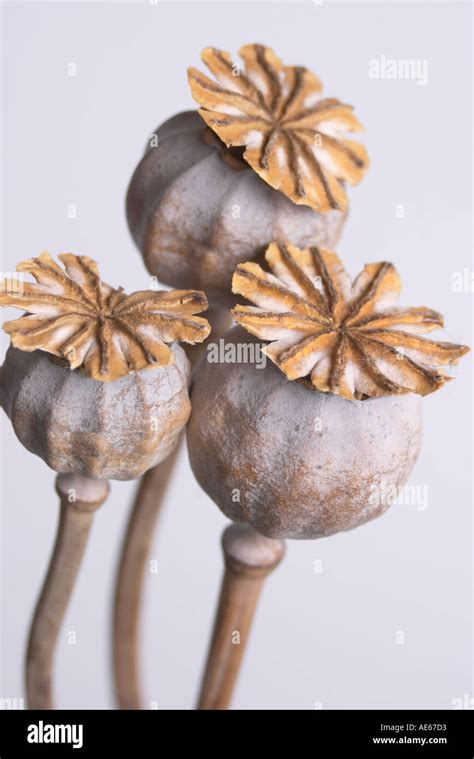 Photo of harvested and dried poppy heads
