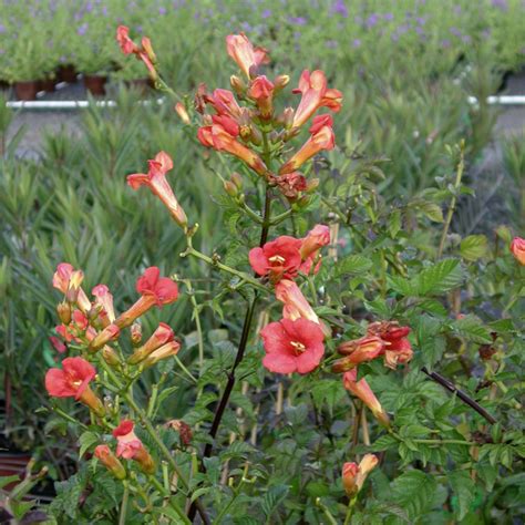 Inforgrafika: Porovnanie troch hlavných druhov trúbkovca (C. radicans, C. grandiflora, C. x tagliabuana) s obrázkami kvetov a listov.