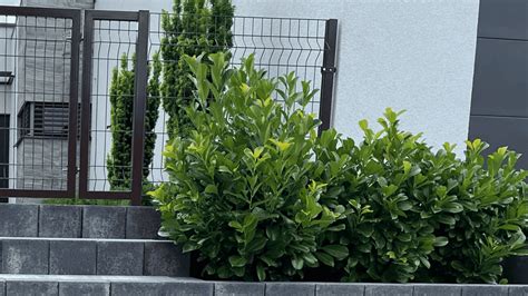 Vavrínovec lekársky ako živý plot