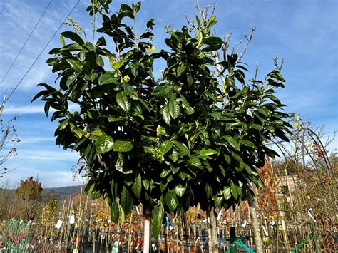 Vavrínovec lekársky na kmienku