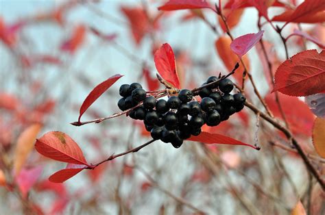 Aronia - ker s plodmi a listami na jeseň