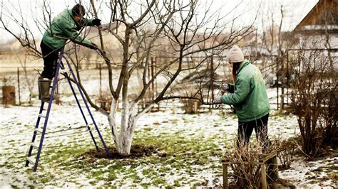Ilustrácia techniky štepenia kopuláciou