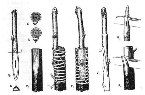 Ilustrácia techniky štepenia na koziu nôžku