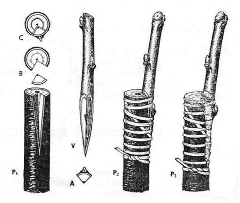 Ilustrácia techniky vrúbľovania do rázštepu